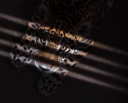 Jaguar in the dark Stock Photos