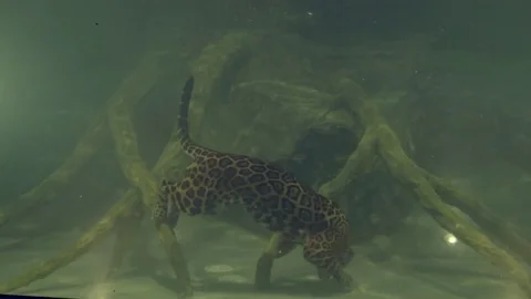 Jaguar diving deep water 2 Stock Footage 76261568