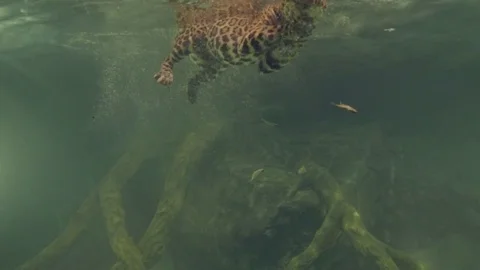 Jaguar diving slowmo 1 Stock Footage 76264133