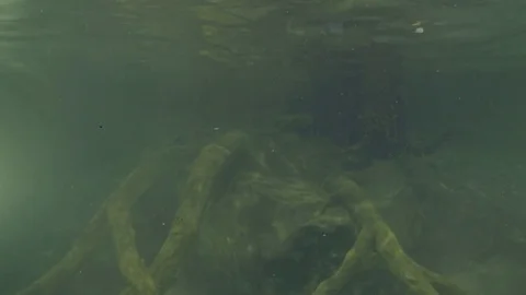 Jaguar diving slowmo 2 Stock Footage 76263792