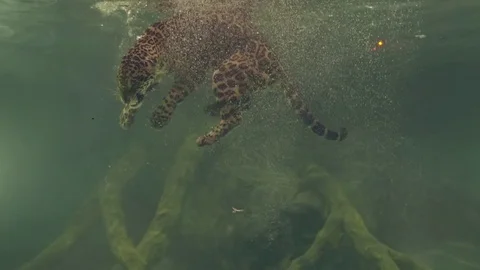 Jaguar diving1 Stock Footage 76261938