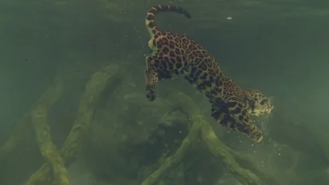 Jaguar diving3 Stock Footage 76261729