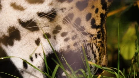 Jaguar eating grass Video stock 123050646