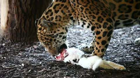 Jaguar eating a (the) white rabbit Stock Footage 18635357