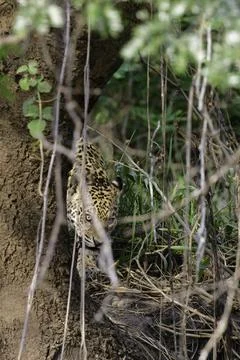 Jaguar emerging from behind a tree Stock Photos