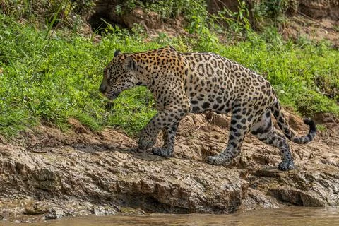 Jaguar emerging from the river Stock Photos
