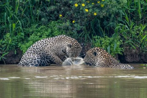 Jaguar exploring the river bottom Stock Photos