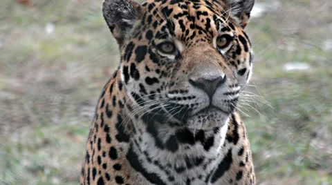 Jaguar eyes Vídeos de archivo 24719628