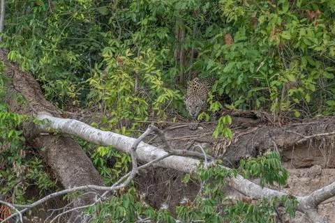 Jaguar on a fallen tree Stock Photos