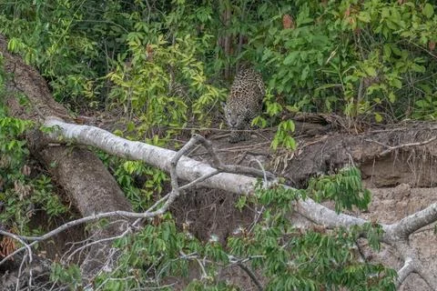 Jaguar on a fallen tree Stock Photos