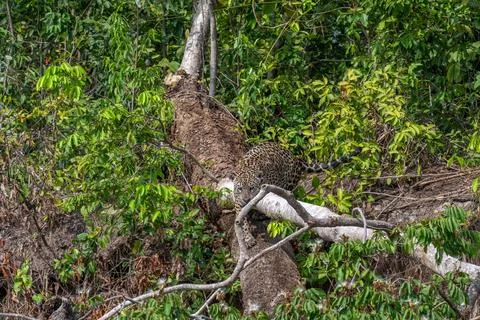 Jaguar on a fallen tree Stock Photos