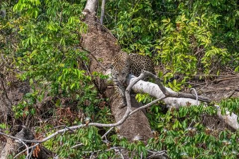 Jaguar on a fallen tree Stock Photos