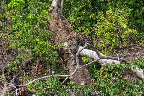 Jaguar on a fallen tree Stock Photos