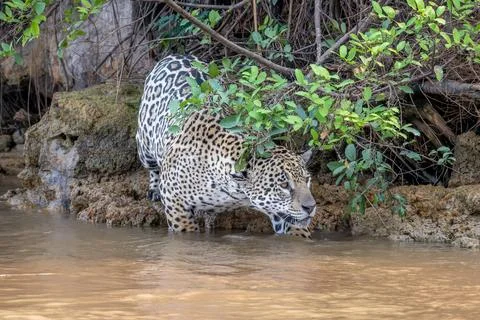 Jaguar first steps into the river Stock Photos