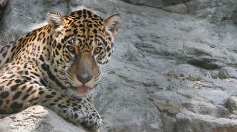 Jaguar Stock-Footage 5087032