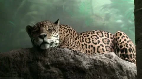 Jaguar Stock Footage 8913412