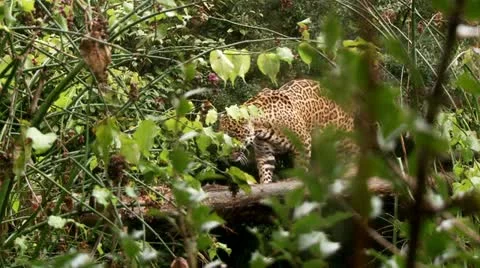 Jaguar Vidéo 20591350