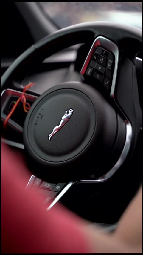 Jaguar Stock Footage 134954135