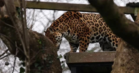 Jaguar Stock Footage 260346764