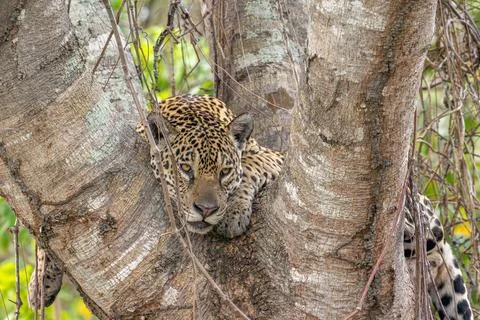 Jaguar in the fork of a tree Stock Photos