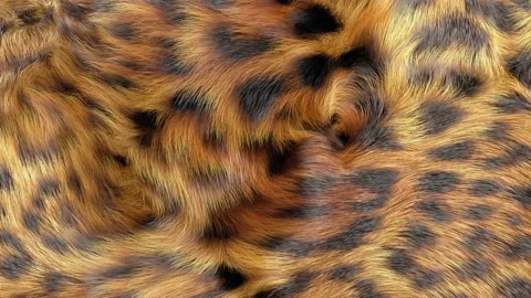 Jaguar Fur Background Stock Footage 144207353