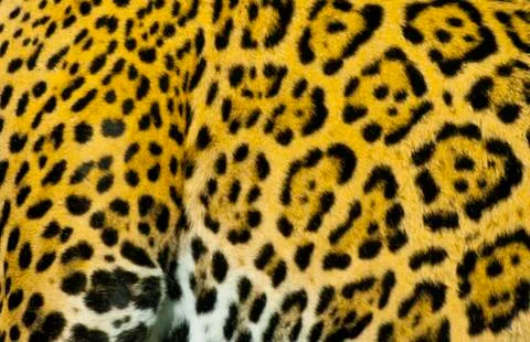 Jaguar' fur Stock Photos