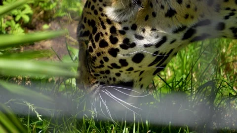 Jaguar grazing Video stock 278041450