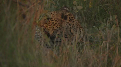 Jaguar grooming Stock Footage 25520175