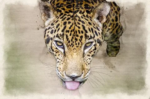 Jaguar Head Stock Illustration