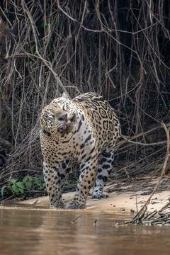 Jaguar head shake Stock Photos