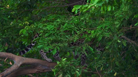 Jaguar Hiding in Dense Foliage Stock Footage 311329428