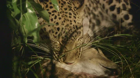 Jaguar holding down prey Stock Footage 25664404