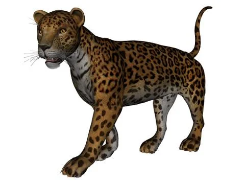 Jaguar Stock Illustration