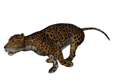 Jaguar Stock Illustration