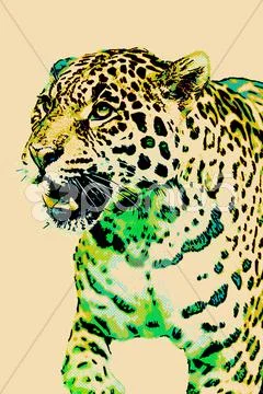Jaguar Illustration