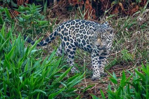 Jaguar on a Jungle Path. Stock Photos