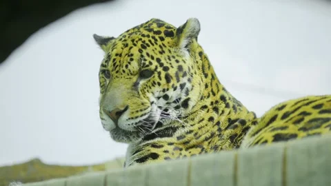 Jaguar is laying down on a fence Stock Footage 304773358