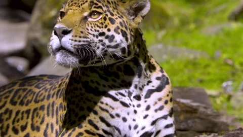Jaguar laying down while looking around paying attention to its Stock Footage 278153271