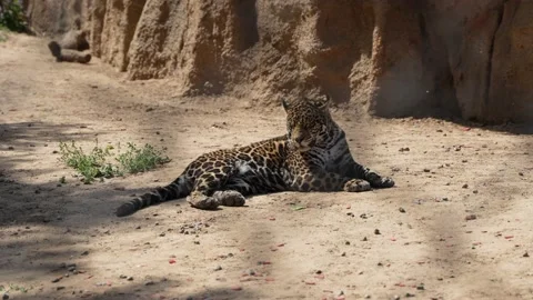Jaguar leopard resting in the sun Video stock 195476392