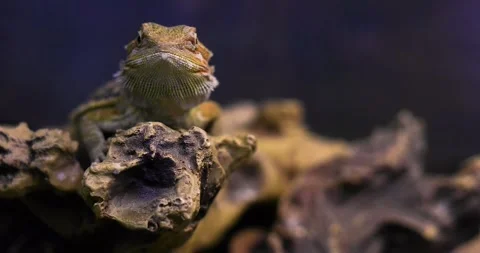 Jaguar lizard basking on a rock under a lamp Stock Footage 296367502