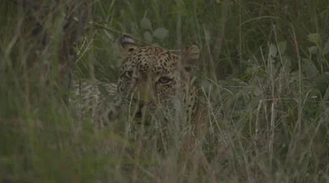 Jaguar in long grass Stock Footage 25522641