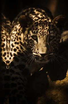 Jaguar looking Directly into the Camera Stock Photos