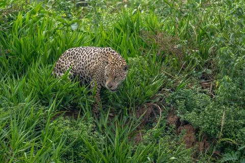 Jaguar looking down to the river below Stock Photos