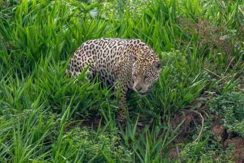 Jaguar looking down to the river below Stock Photos