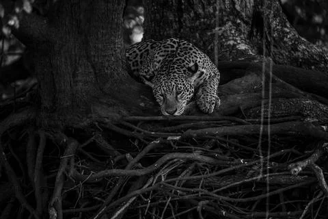 Jaguar lying on the roots of a large tree Stock Photos