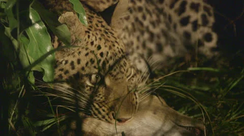 Jaguar lying in the shade Stock Footage 25775025