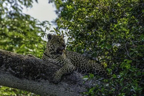 Jaguar lying on the trunk of a fallen tree Stock Photos