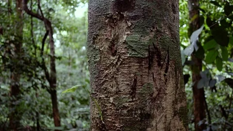 Jaguar marks on a tree ibn the rainforest Stock Footage 178478826