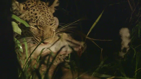 Jaguar with meat Stock Footage 25528825