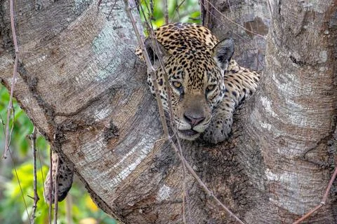 Jaguar mooching in the fork of a tree Stock Photos